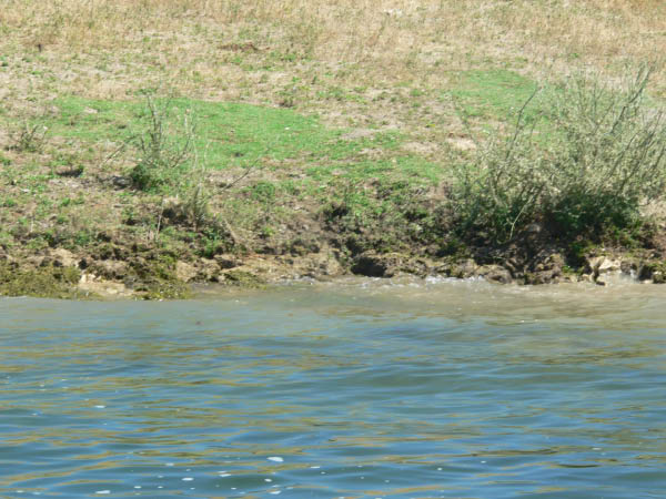 The water level in Lake San Antonio this year was very high.  Rather than a "bathtub ring," the waves were actually eroding away at the sandy topsoil along the edge.