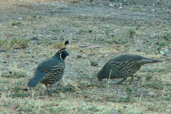 Quail in Qamp