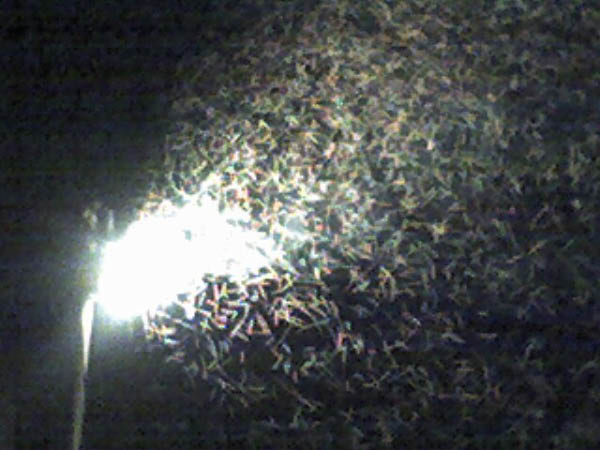 Bugs.  Lots and lots of bugs.  No Mosquitos, thankfully, but lots of gnats and brethren.
