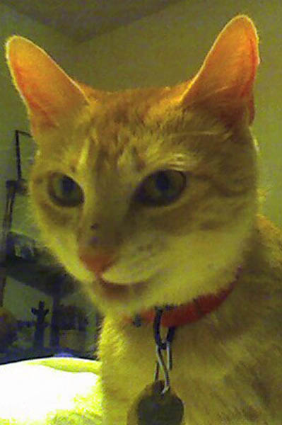 Sugar, while still quarantined in the Guest Room.