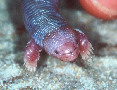 The Ajolote, Bipes biporus