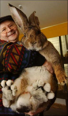 Giant Rabbit!