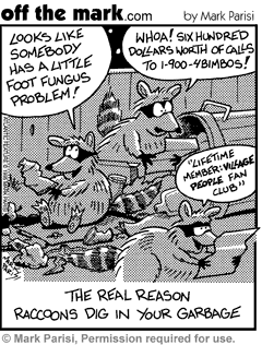 Raccoons again