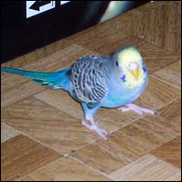 parakeet